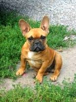 Lasar - продан в Калифорнию Lasar - продан в Калифорнию